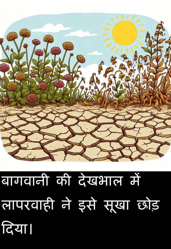 लापरवाही: बागवानी की देखभाल में लापरवाही ने इसे सूखा छोड़ दिया।