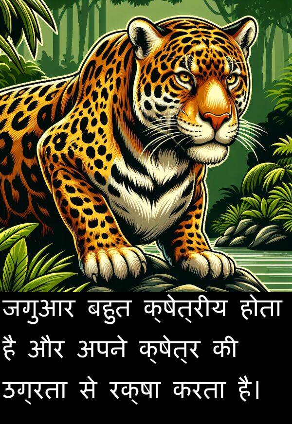 उग्रता: जगुआर बहुत क्षेत्रीय होता है और अपने क्षेत्र की उग्रता से रक्षा करता है।