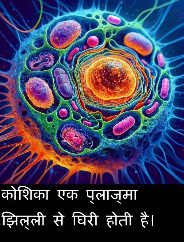 घिरी: कोशिका एक प्लाज्मा झिल्ली से घिरी होती है।
