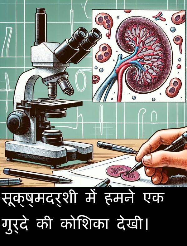 गुर्दे: सूक्ष्मदर्शी में हमने एक गुर्दे की कोशिका देखी।