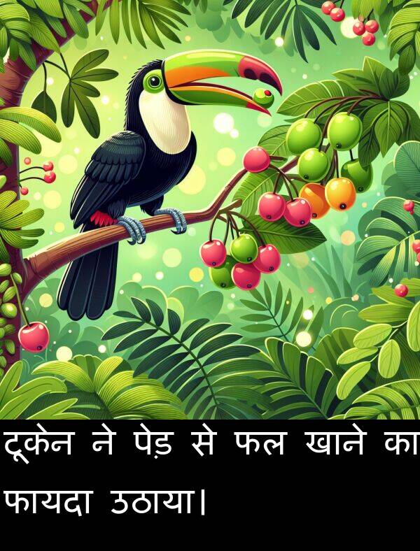 खाने: टूकेन ने पेड़ से फल खाने का फायदा उठाया।