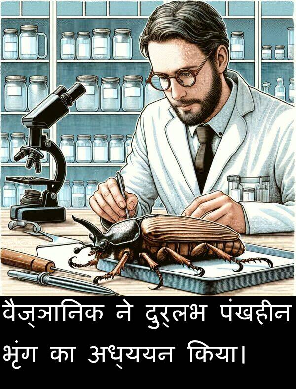 वैज्ञानिक: वैज्ञानिक ने दुर्लभ पंखहीन भृंग का अध्ययन किया।