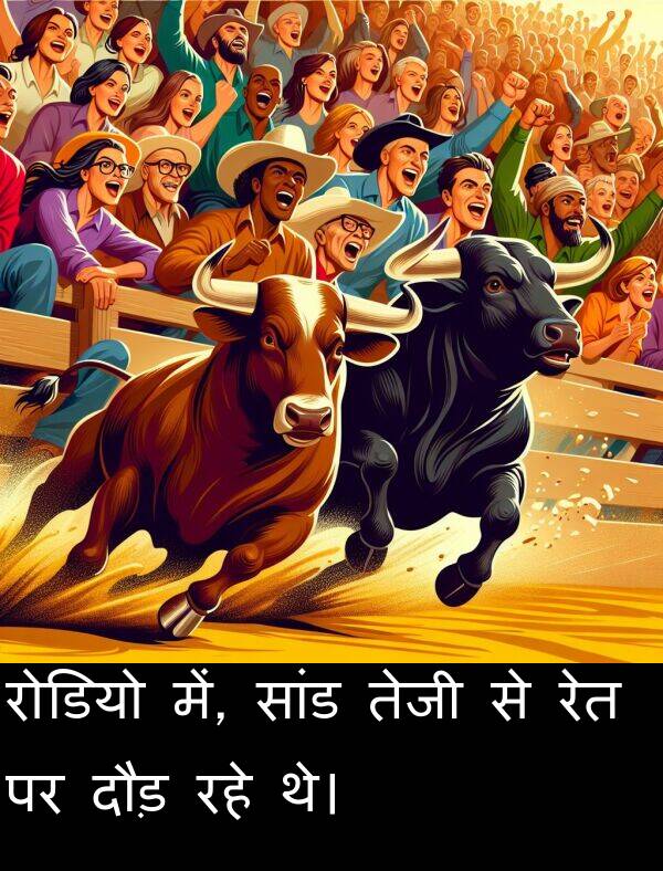 रहे: रोडियो में, सांड तेजी से रेत पर दौड़ रहे थे।