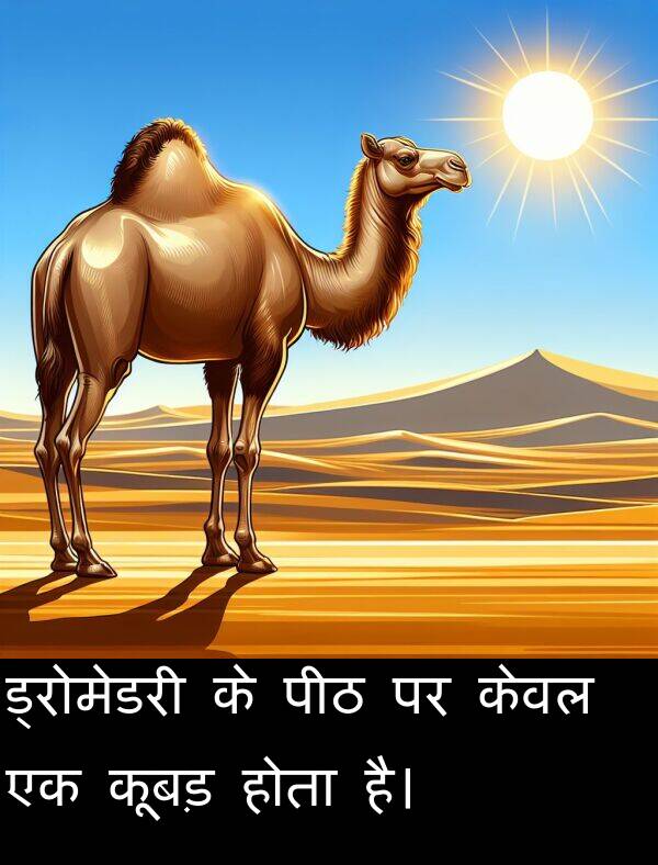 होता: ड्रोमेडरी के पीठ पर केवल एक कूबड़ होता है।