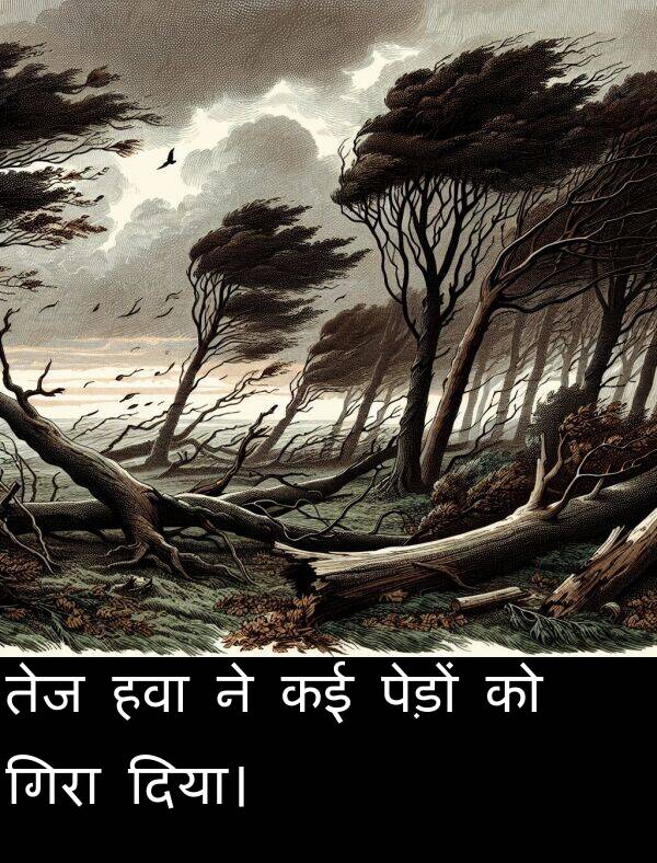 गिरा: तेज हवा ने कई पेड़ों को गिरा दिया।