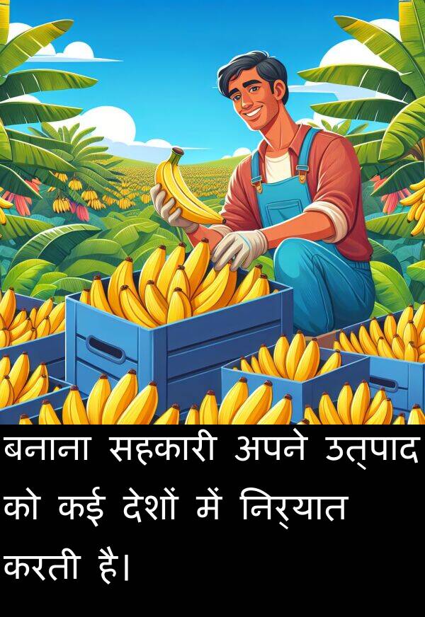 उत्पाद: बनाना सहकारी अपने उत्पाद को कई देशों में निर्यात करती है।