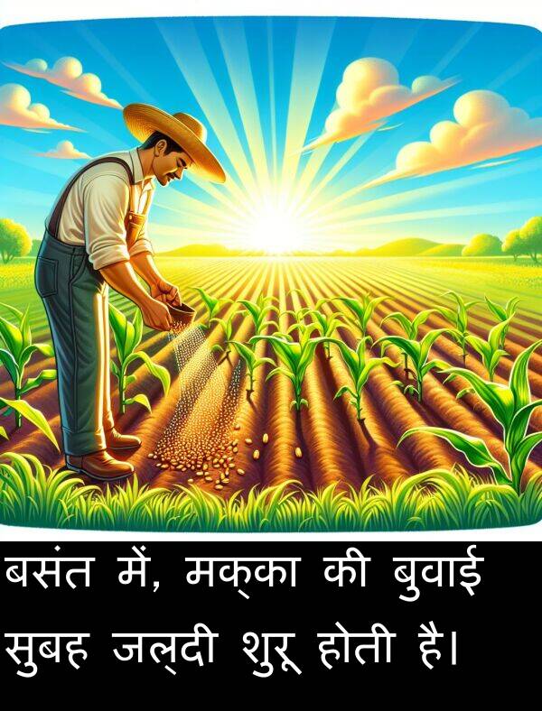 बसंत: बसंत में, मक्का की बुवाई सुबह जल्दी शुरू होती है।