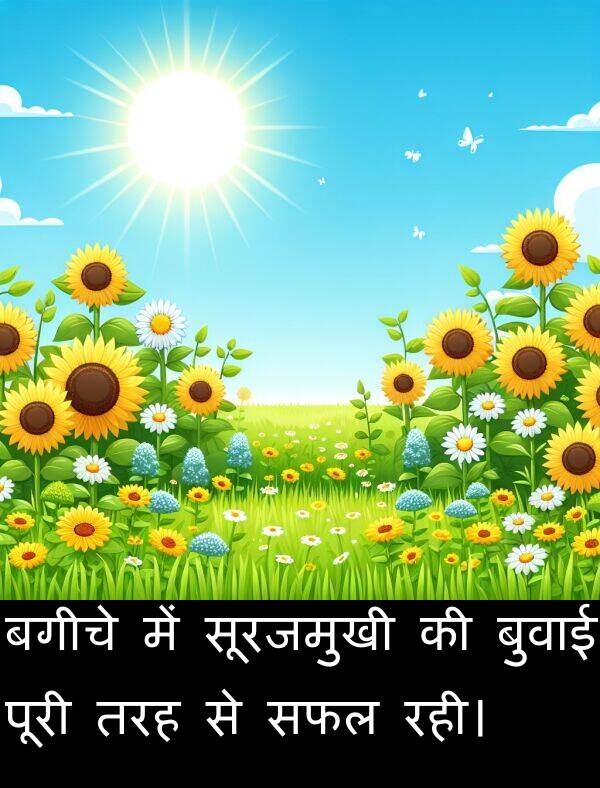 रही।: बगीचे में सूरजमुखी की बुवाई पूरी तरह से सफल रही।