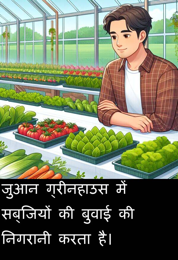निगरानी: जुआन ग्रीनहाउस में सब्जियों की बुवाई की निगरानी करता है।
