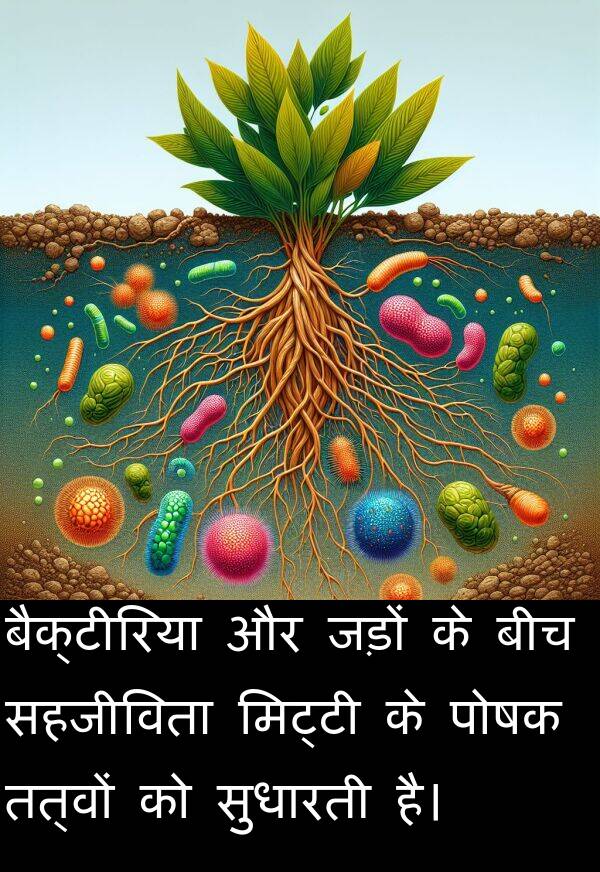 तत्वों: बैक्टीरिया और जड़ों के बीच सहजीविता मिट्टी के पोषक तत्वों को सुधारती है।