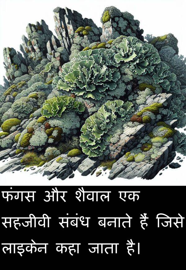लाइकेन: फंगस और शैवाल एक सहजीवी संबंध बनाते हैं जिसे लाइकेन कहा जाता है।