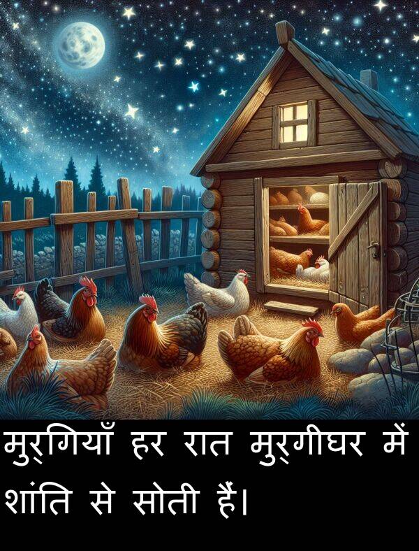 रात: मुर्गियाँ हर रात मुर्गीघर में शांति से सोती हैं।