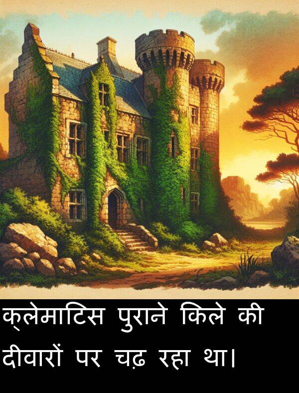 चढ़: क्लेमाटिस पुराने किले की दीवारों पर चढ़ रहा था।