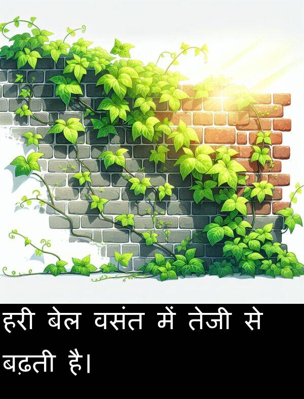 बढ़ती: हरी बेल वसंत में तेजी से बढ़ती है।