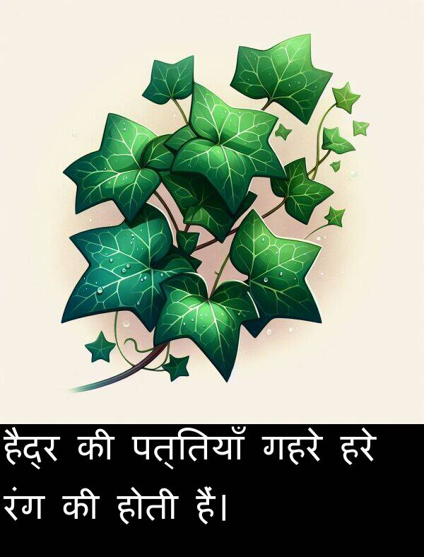पत्तियाँ: हैद्र की पत्तियाँ गहरे हरे रंग की होती हैं।