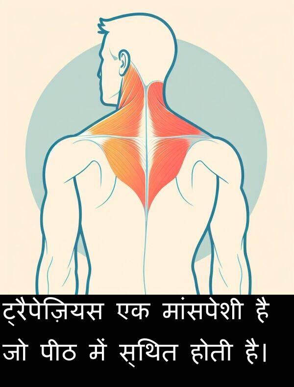 ट्रैपेज़ियस: ट्रैपेज़ियस एक मांसपेशी है जो पीठ में स्थित होती है।