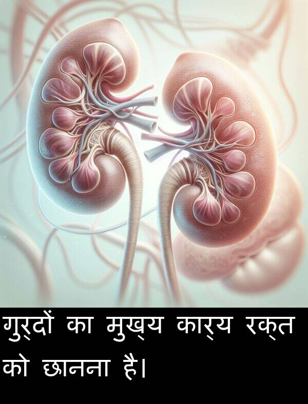 छानना: गुर्दों का मुख्य कार्य रक्त को छानना है।