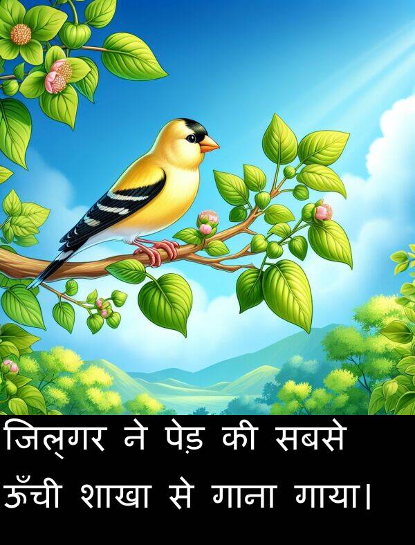 सबसे: जिल्गर ने पेड़ की सबसे ऊँची शाखा से गाना गाया।