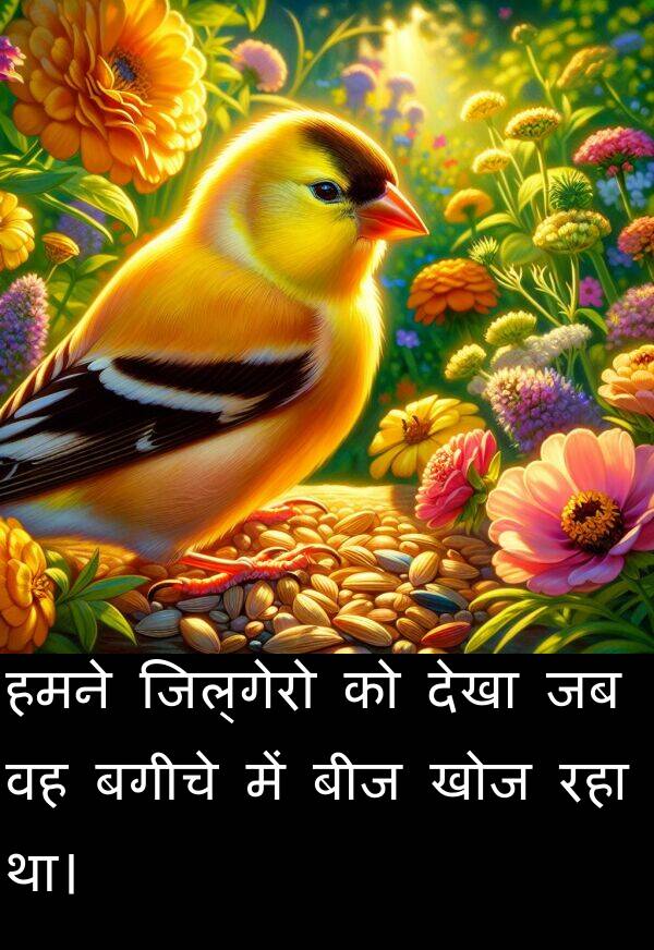 खोज: हमने जिल्गेरो को देखा जब वह बगीचे में बीज खोज रहा था।