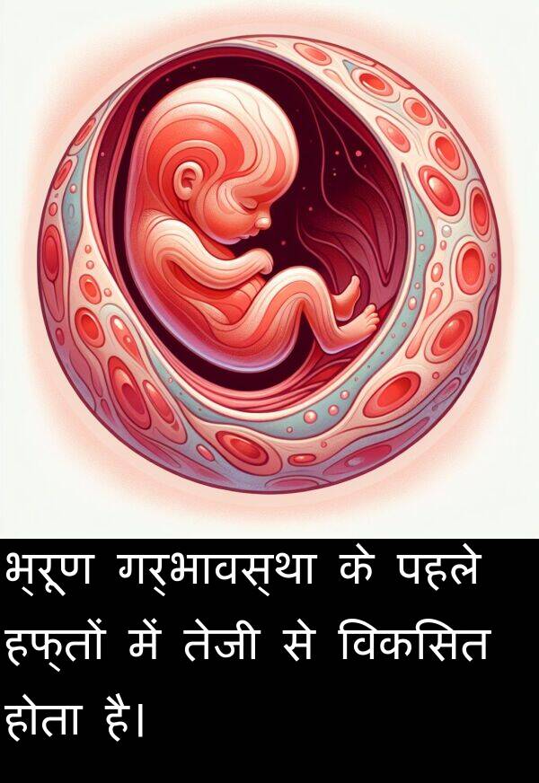 गर्भावस्था: भ्रूण गर्भावस्था के पहले हफ्तों में तेजी से विकसित होता है।