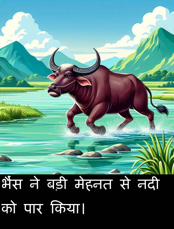 भैंस: भैंस ने बड़ी मेहनत से नदी को पार किया।