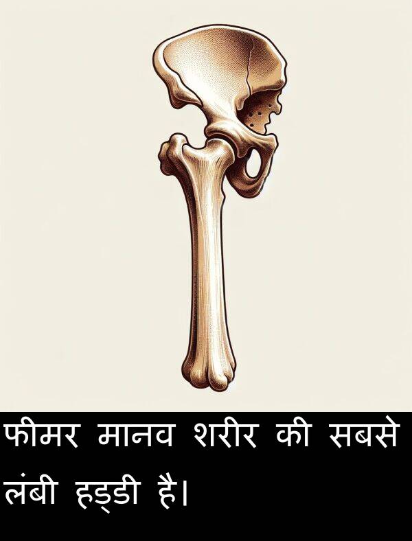 सबसे: फीमर मानव शरीर की सबसे लंबी हड्डी है।