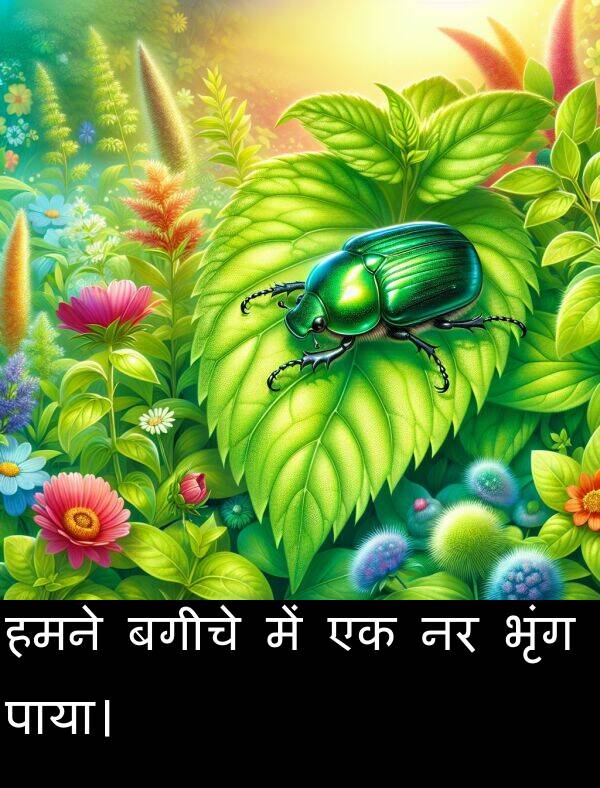 बगीचे: हमने बगीचे में एक नर भृंग पाया।