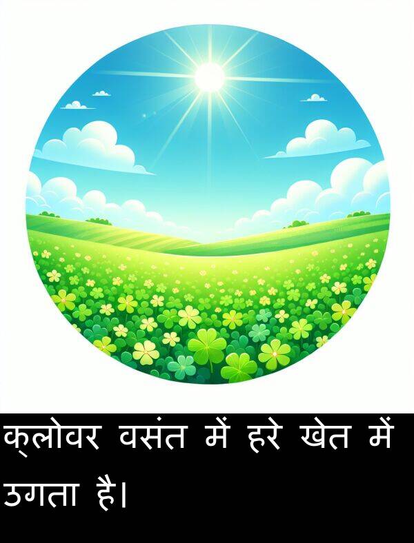 खेत: क्लोवर वसंत में हरे खेत में उगता है।