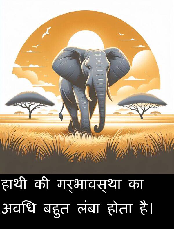 लंबा: हाथी की गर्भावस्था का अवधि बहुत लंबा होता है।