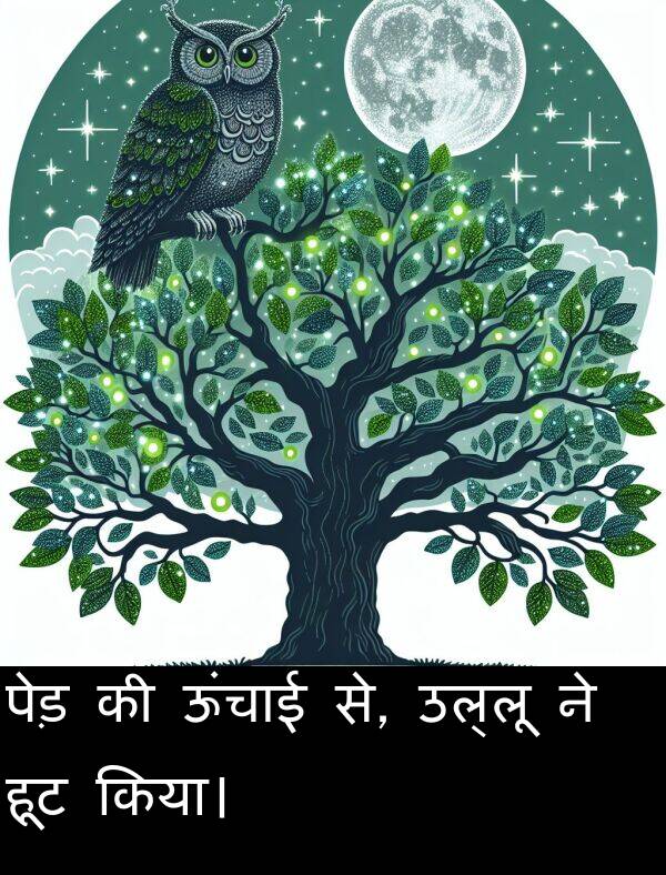 उल्लू: पेड़ की ऊंचाई से, उल्लू ने हूट किया।