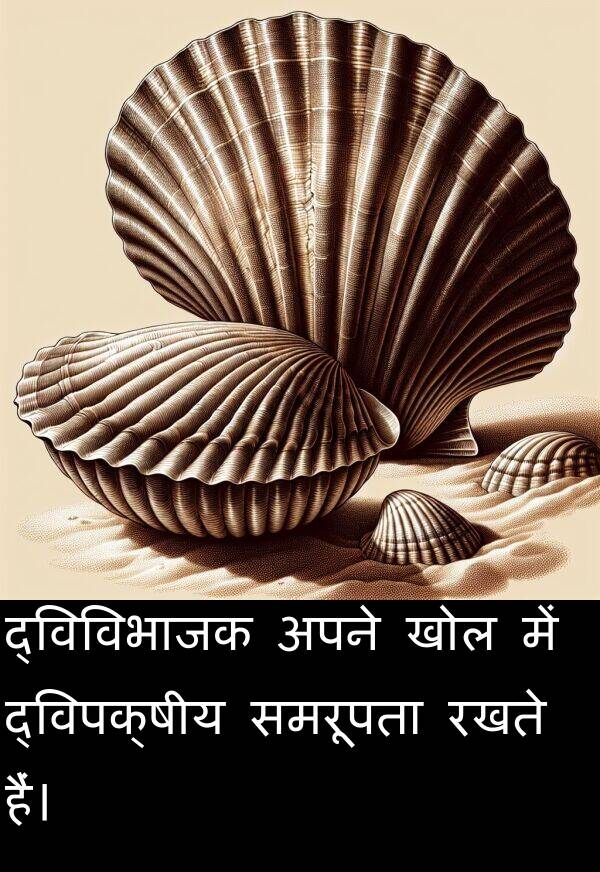 खोल: द्विविभाजक अपने खोल में द्विपक्षीय समरूपता रखते हैं।