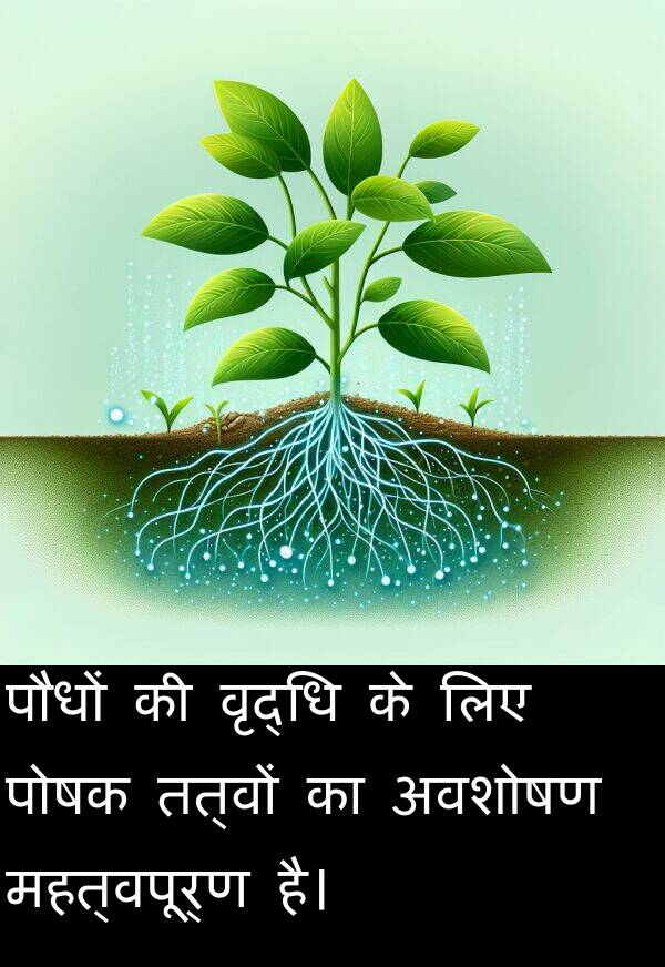 तत्वों: पौधों की वृद्धि के लिए पोषक तत्वों का अवशोषण महत्वपूर्ण है।