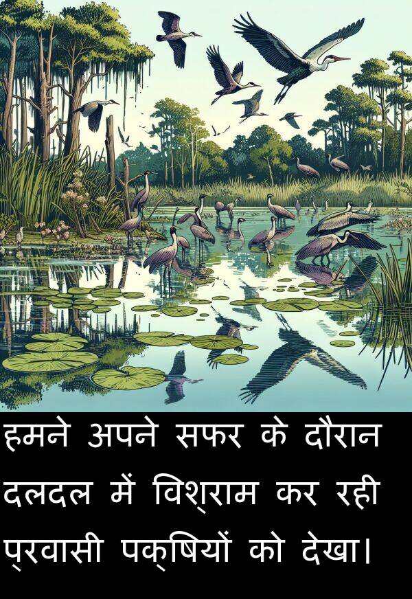 पक्षियों: हमने अपने सफर के दौरान दलदल में विश्राम कर रही प्रवासी पक्षियों को देखा।