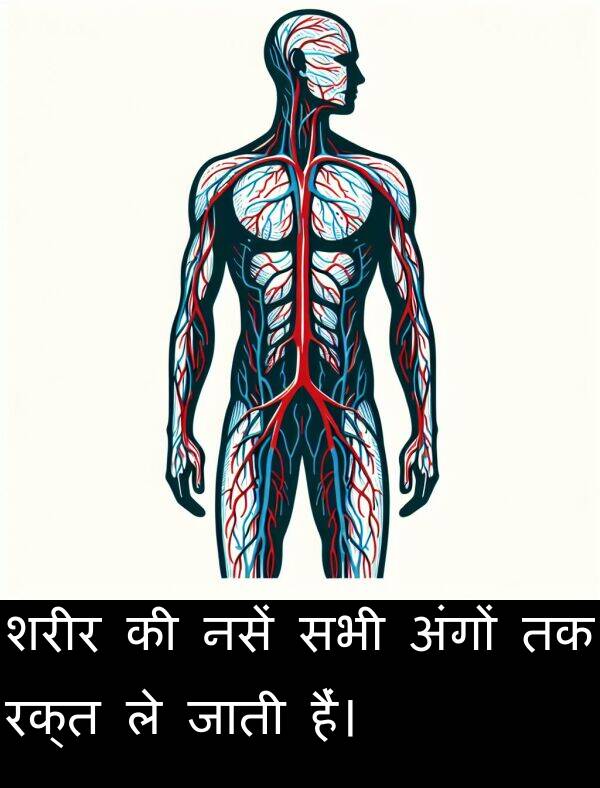 अंगों: शरीर की नसें सभी अंगों तक रक्त ले जाती हैं।