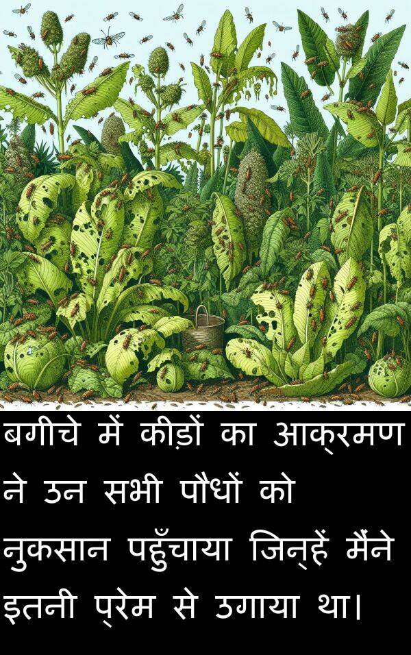 प्रेम: बगीचे में कीड़ों का आक्रमण ने उन सभी पौधों को नुकसान पहुँचाया जिन्हें मैंने इतनी प्रेम से उगाया था।