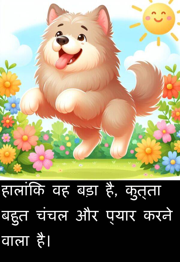 चंचल: हालांकि वह बड़ा है, कुत्ता बहुत चंचल और प्यार करने वाला है।