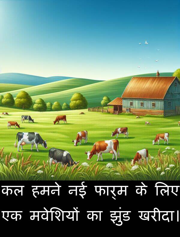 खरीदा।: कल हमने नई फार्म के लिए एक मवेशियों का झुंड खरीदा।