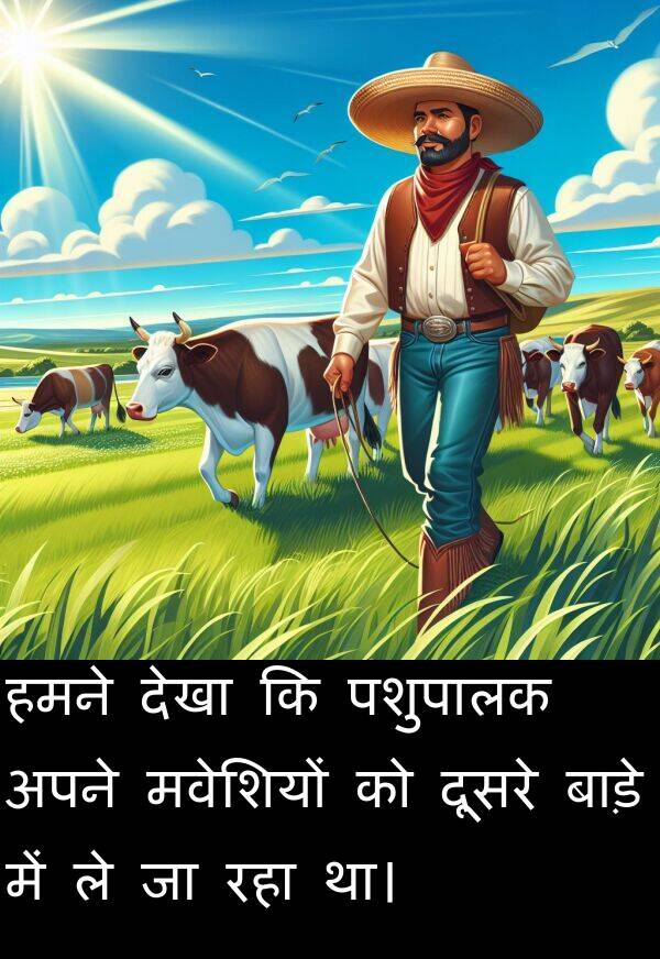 पशुपालक: हमने देखा कि पशुपालक अपने मवेशियों को दूसरे बाड़े में ले जा रहा था।