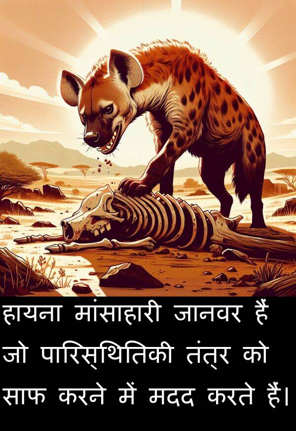 मांसाहारी: हायना मांसाहारी जानवर हैं जो पारिस्थितिकी तंत्र को साफ करने में मदद करते हैं।