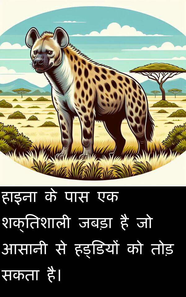 तोड़: हाइना के पास एक शक्तिशाली जबड़ा है जो आसानी से हड्डियों को तोड़ सकता है।