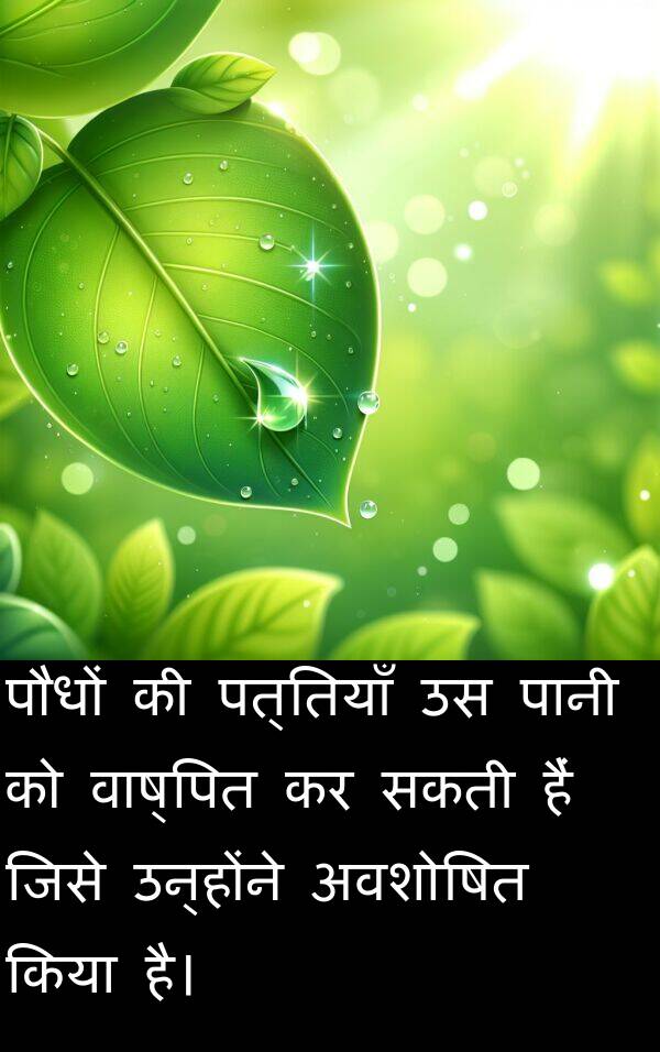 पत्तियाँ: पौधों की पत्तियाँ उस पानी को वाष्पित कर सकती हैं जिसे उन्होंने अवशोषित किया है।
