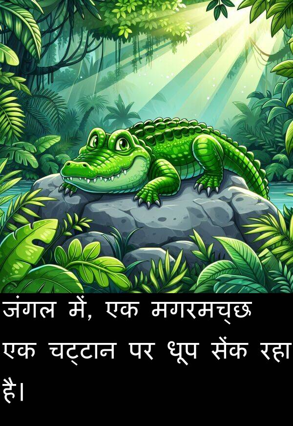 धूप: जंगल में, एक मगरमच्छ एक चट्टान पर धूप सेंक रहा है।