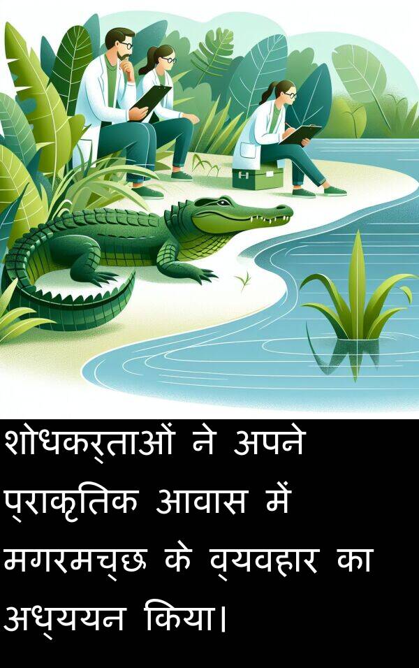 आवास: शोधकर्ताओं ने अपने प्राकृतिक आवास में मगरमच्छ के व्यवहार का अध्ययन किया।