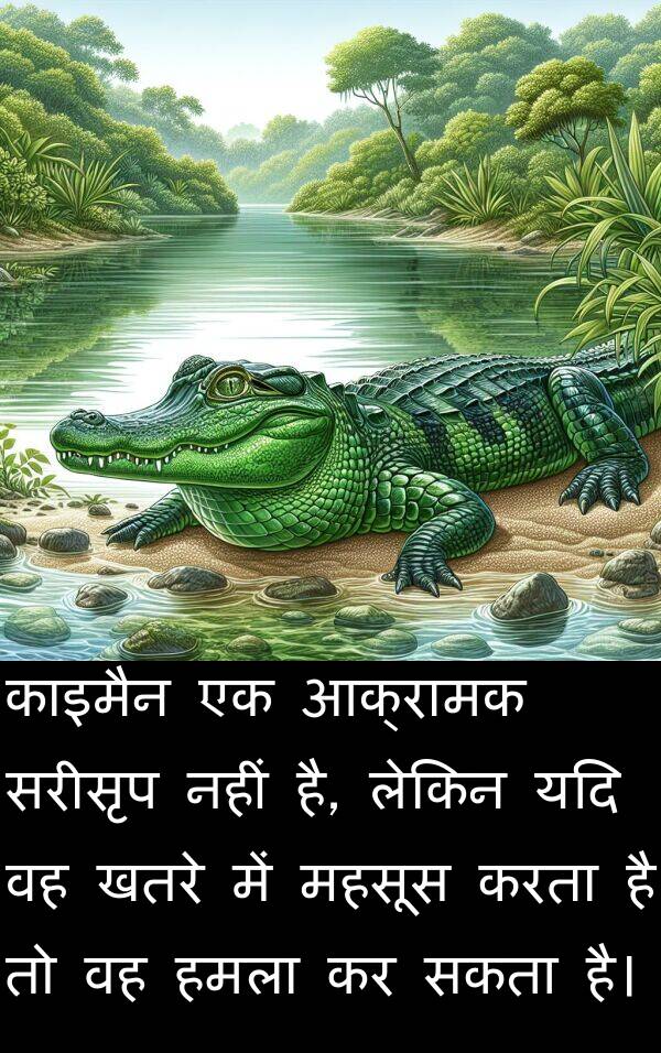 खतरे: काइमैन एक आक्रामक सरीसृप नहीं है, लेकिन यदि वह खतरे में महसूस करता है तो वह हमला कर सकता है।