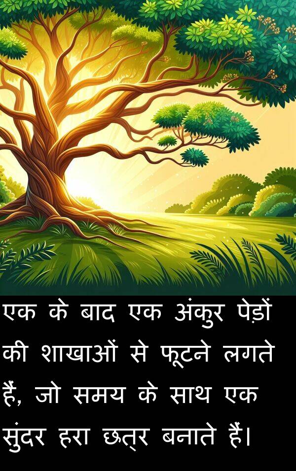 लगते: एक के बाद एक अंकुर पेड़ों की शाखाओं से फूटने लगते हैं, जो समय के साथ एक सुंदर हरा छत्र बनाते हैं।