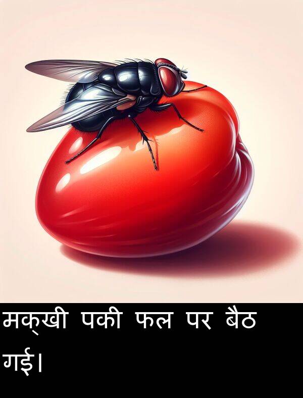 पकी: मक्खी पकी फल पर बैठ गई।
