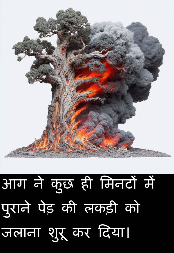 लकड़ी: आग ने कुछ ही मिनटों में पुराने पेड़ की लकड़ी को जलाना शुरू कर दिया।