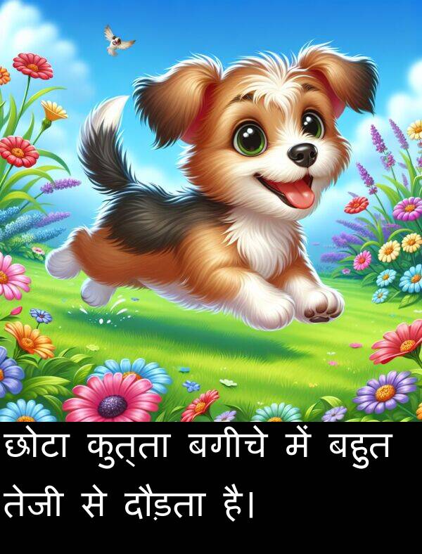 बगीचे: छोटा कुत्ता बगीचे में बहुत तेजी से दौड़ता है।