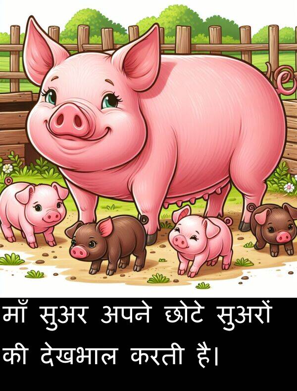 छोटे: माँ सुअर अपने छोटे सुअरों की देखभाल करती है।