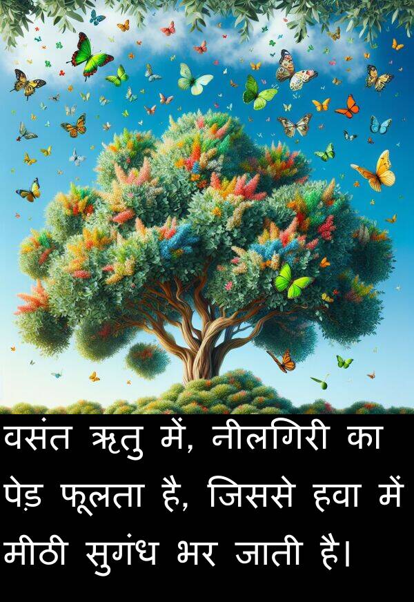 ऋतु: वसंत ऋतु में, नीलगिरी का पेड़ फूलता है, जिससे हवा में मीठी सुगंध भर जाती है।